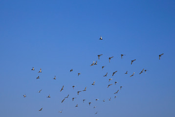 Many pigeons fly in the sky