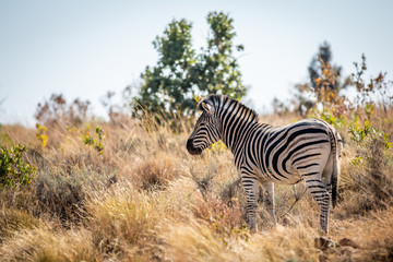 Fototapeta na wymiar Zebra standing in the high grass.