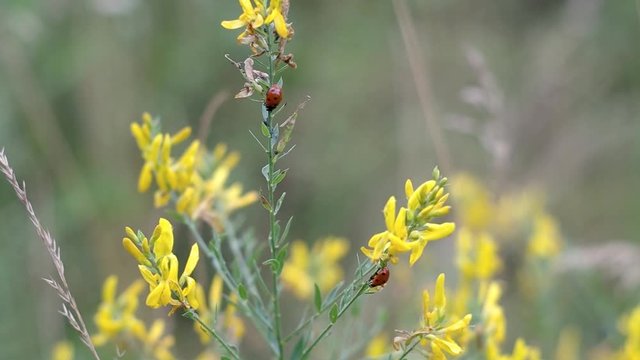 Two red lady beetles (Coccinellidae, ladybugs, ladybirds) hunting Aphids on Genista (yellow flowers). Close up shot, no people, realtime