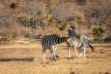 Obraz premium Two Zebras fighting on a plain.