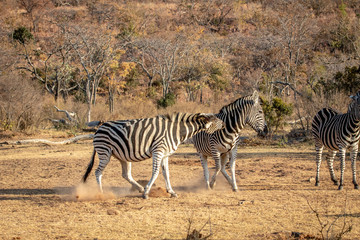 Obraz premium Two Zebras fighting on a plain.