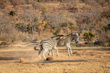 Obraz na płótnie Canvas Two Zebras fighting on a plain.