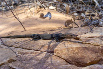 in the Australian outback, a medium-sized lizard lies on a rock and suns itself