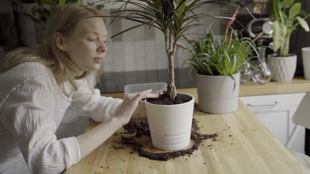 Young woman planting house plants in the pot on kitchen table at home 