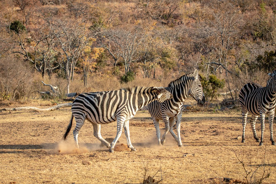 Two Zebras fighting on a plain.