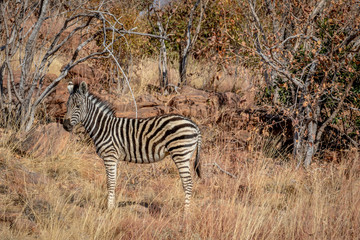 Fototapeta na wymiar Baby Zebra standing in the grass.