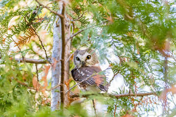 Saw Whet owl perched in a forest of cedars, in north Quebec, Canada.