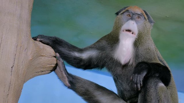 Funny De Brazzas monkey sitting in the tree and yawning. Exotic animal, primate and wildlife concept