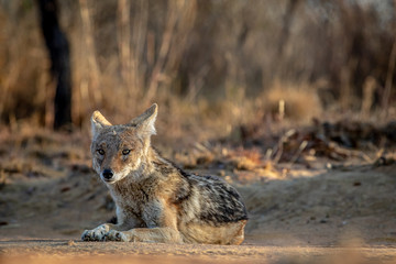 Black-backed jackal laying in the sand.