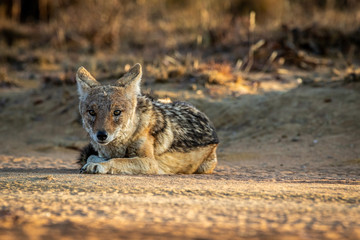 Black-backed jackal laying in the sand.