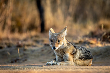 Black-backed jackal laying in the sand.
