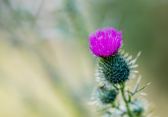 Scottish thistle in a field in Quebec Canada.