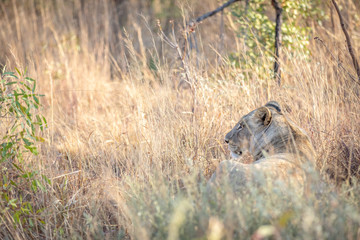 Lioness walking in the bush in the high grass.