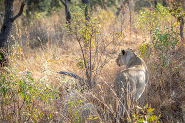 Lioness standing in the grass and looking.