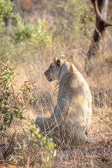 Lioness sitting in the grass and looking.