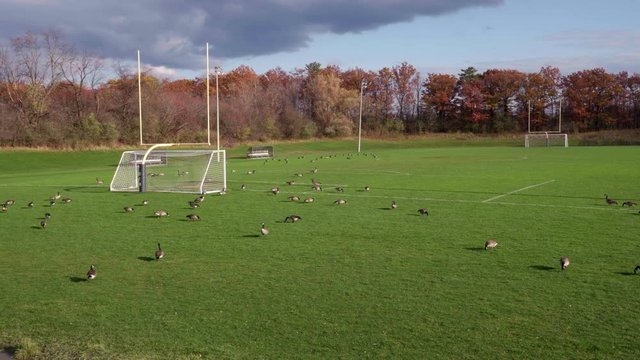 Geese on the Football Field in Canda in Autumn. Funny Concept of Geese as Football Players. 4k Footahge of Geese playing football.