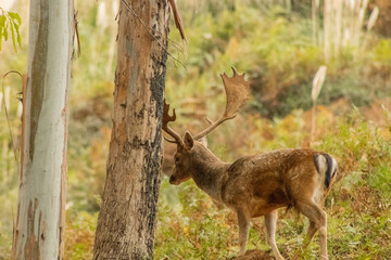 fallow deer in a forest of cantabria, spain
