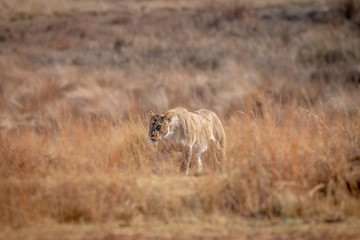 Lioness walking in the high grass.