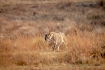 Lioness walking in the high grass.