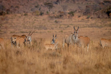 Naklejka premium Herd of Eland standing in the grass.