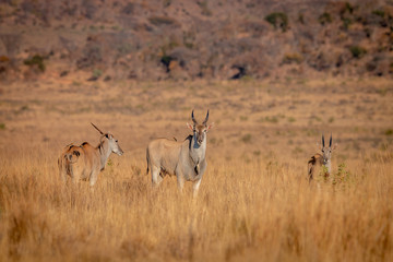 Herd of Eland standing in the grass.