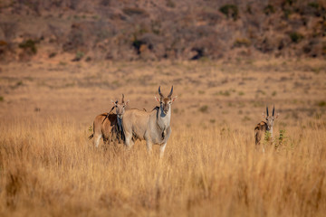 Naklejka premium Herd of Eland standing in the grass.