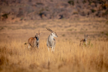 Herd of Eland standing in the grass.