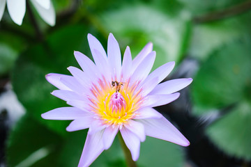 Obraz premium Wild lotus blossom with bee on pink, purple and white flowers in pond