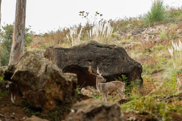 fallow deer in a forest of cantabria, spain