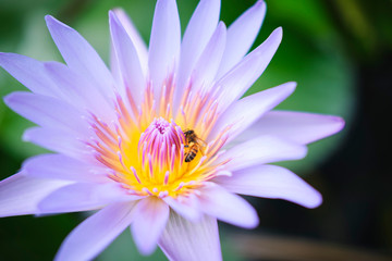 Wild lotus blossom with bee on pink, purple and white flowers in pond