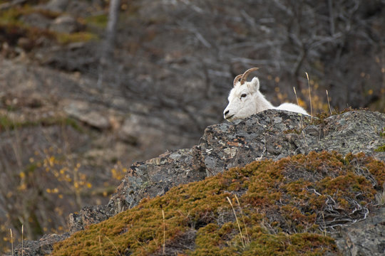 Mouflon de Dall