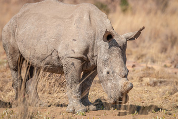Obraz premium White rhino standing in the grass.