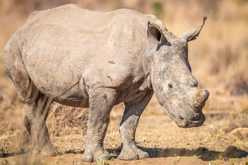 Fototapeta premium White rhino standing in the grass.