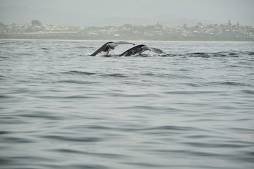 Whale head lunging and feeding with talk and peck fins up teaching calf how to feed and mouth open
