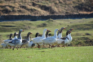 goose, bird, geese, nature, animal, duck, wildlife, grass, birds, white, water, wild, feather, green, ducks, farm, beak, fowl, canada, lake, waterfowl, animals, family, park, feathers