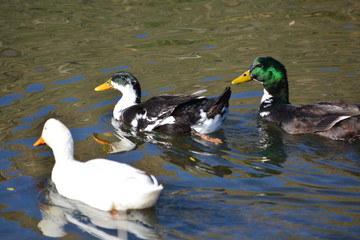 duck, bird, water, mallard, lake, nature, pond, wildlife, animal, birds, swimming, wild, ducks, feather, swim, animals, beak, reflection, waterfowl, feathers, green, geese, white, river, duckling