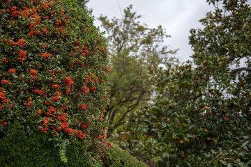 tree with red flowers