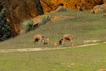 fallow deer in a forest of cantabria, spain