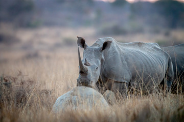White rhino resting his head on a rock.