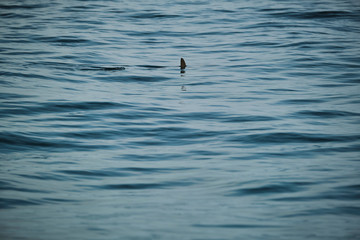 Juvenile hammerhead shark fin swimming along the surface of the ocean water off the Gold Coast, Australia