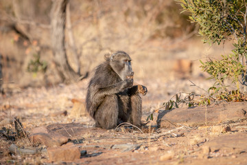 Chacma baboon sitting and eating in the grass.