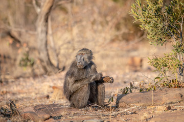 Chacma baboon sitting and eating in the grass.