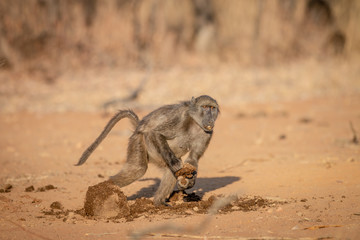 Chacma baboon running away with a block of food.