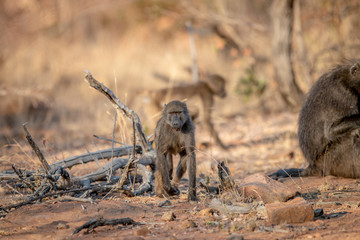 Chacma baboon walking towards the camera.