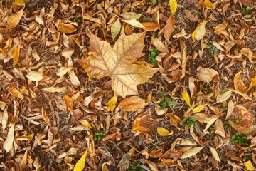 autumn leaves on ground