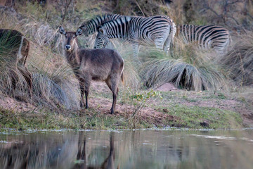 Obraz na płótnie Canvas Waterbuck and Zebra standing by the water.