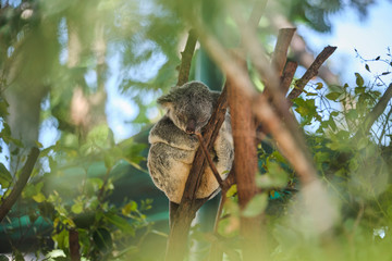 Adorable baby koala and mother sitting on tree branch eating eucalyptus leaves