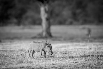Warthog standing in the grass.