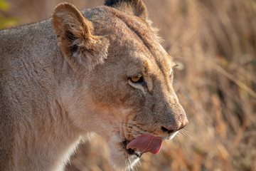 Fototapeta na wymiar Close up of a Lioness in the bush.