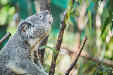 Adorable baby koala and mother sitting on tree branch eating eucalyptus leaves